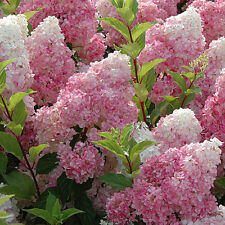 Hydrangea paniculata vanilla for sale  CRANBROOK