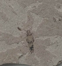 Insect fossil from d'occasion  Expédié en Belgium