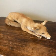 Taxidermy red fox for sale  SOUTHWELL