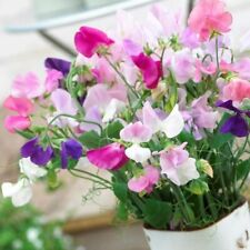 Everlasting sweet pea for sale  FERRYHILL