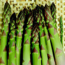 Garden vegetable asparagus for sale  CHESTERFIELD