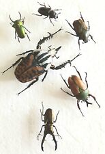 Beetle collection set for sale  SLEAFORD