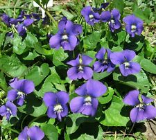 20 sementes orgânicas comuns de violeta azul ~ Viola sororia ~ Nativa *Frete grátis dos EUA* comprar usado  Enviando para Brazil