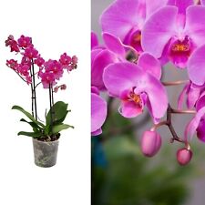 Phalaenopsis multiflora orchid for sale  GLASGOW
