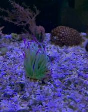 Purple tipped anemone for sale  NEWTOWNARDS