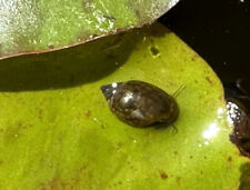 Live pond snails for sale  Tollhouse