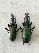 Insect carabus coptolabrodes for sale  Shipping to Ireland