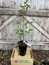 Green beech tree for sale  CHORLEY