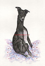 Whippet greyhound lucher for sale  PLYMOUTH