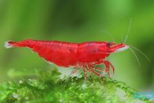 Crevettes neocaridina bloody d'occasion  Gigean