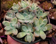 Graptoveria opolina succulent for sale  Westons Mills