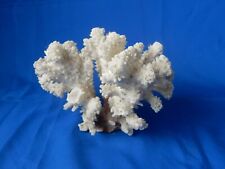 Acropara dead coral for sale  NORTHAMPTON