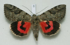 Erebidae - Catocala electa - Rosy Underwing - #8 - male for sale  Shipping to South Africa