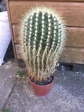 Micranthocereus ? Cactus  Plant succulent 40cm High Includes Pot for sale  ILFORD
