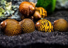 Nerite bolt snails for sale  LONDON