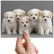Bichon frise puppies for sale  SELBY