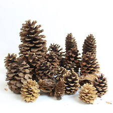 Lot pine cones for sale  Mcminnville