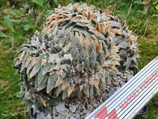 Ariocarpus retusus cristate gebraucht kaufen  Buttenwiesen