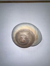 snail shells for sale  TROWBRIDGE