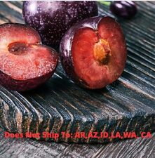 Burgundy plum tree for sale  Fort Mill
