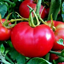 Bradley bush tomato for sale  Wichita