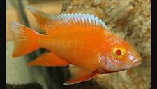 Albino peacock cichlid for sale  Chandler