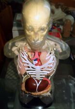 Modello anatomico uomo usato  Palermo