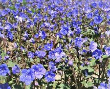 California bluebell wildflower for sale  Sanford