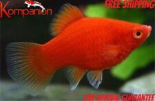 50x dwarf red for sale  Ruskin