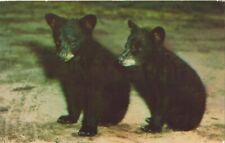 California black bear for sale  Lakewood