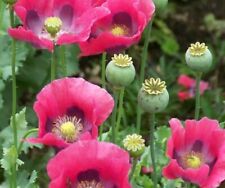 Exotic strains poppy for sale  Russell