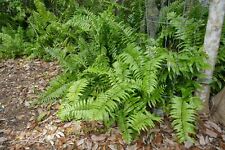 Giant sword fern for sale  Haines City