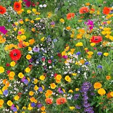 100 wildflower seeds for sale  UK