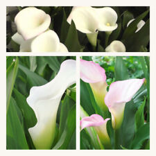 Zantedeschia crystal blush for sale  CANTERBURY