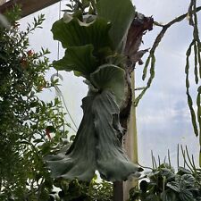 Staghorn fern platycerium for sale  Spartansburg