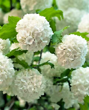 Viburnum opulus snowball for sale  NORTHWICH