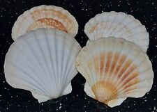 Large scallop shells for sale  BOSTON