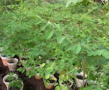 Grown moringa oleifera for sale  Port Isabel