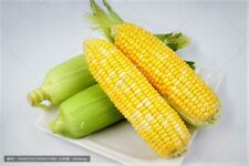 Honey & Cream Sweet Corn (Bi-Colour type) 25 Hybrid vegetable seeds  for sale  Canada