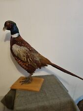 Mounted male cock for sale  MARLOW