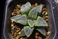 Succulent haworthia tyou for sale  Albrightsville