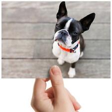 Boston terrier dog for sale  SELBY