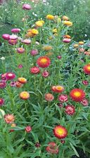 Strawflower mixed 1000 for sale  ANDOVER