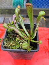 Darlingtonia californica cobra for sale  UK