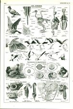 Ancient document zoology d'occasion  Expédié en Belgium