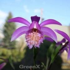 Tibet orchids formosan for sale  Shipping to Ireland