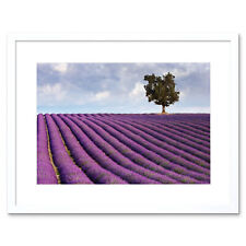 Photo lavender field for sale  EDINBURGH