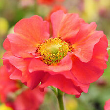 Geum fiery tempest for sale  UK