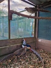 Lady amherst pheasant for sale  GLOUCESTER