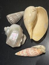 Four large shell for sale  CAMBRIDGE